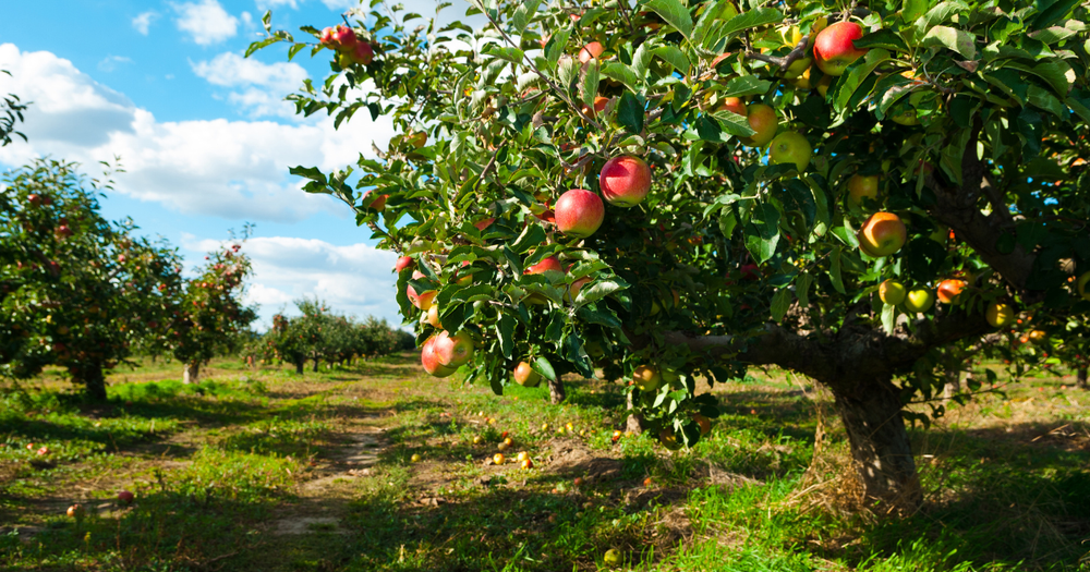 Pick It, Taste It, Remember It: On Eating Fruit Fresh from the Tree post image